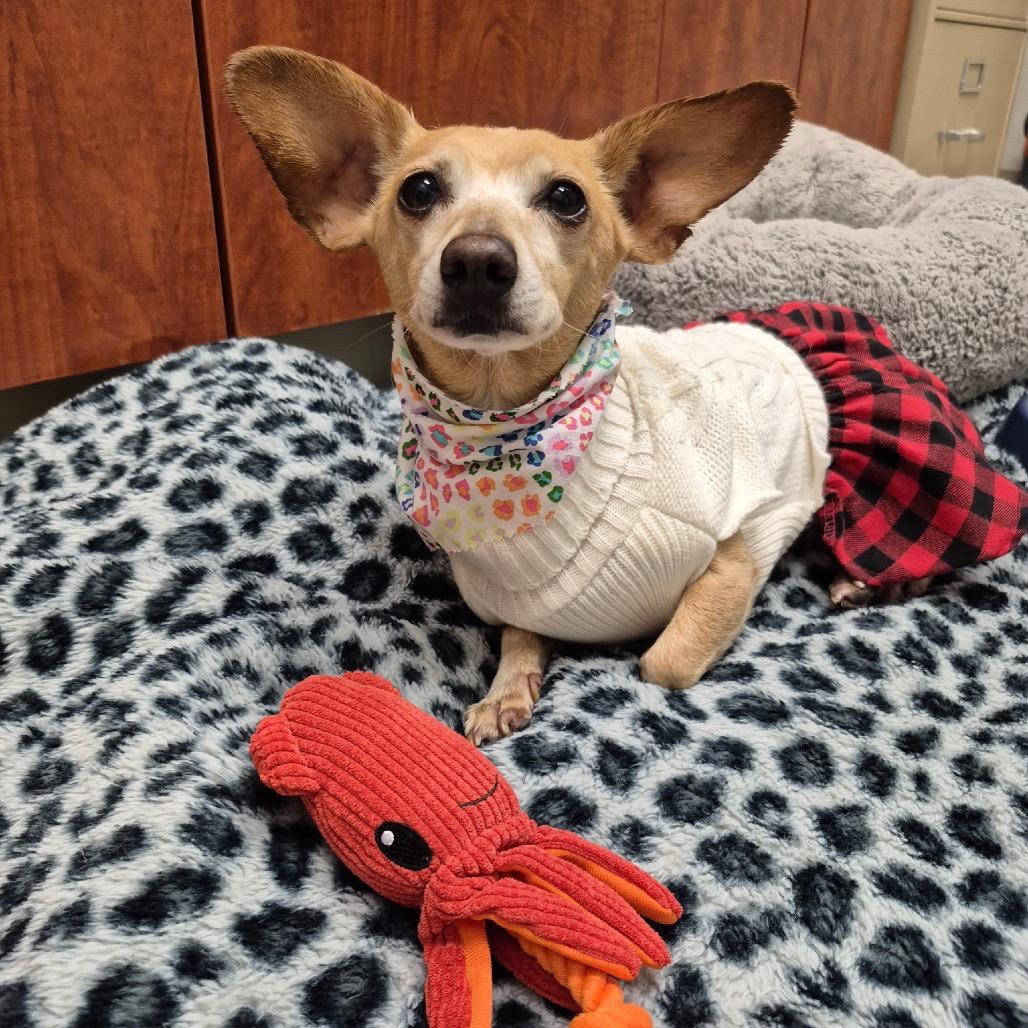 Enlarge Saturn, a Adoptable mixed breed in Farmersville, OH image 1/3