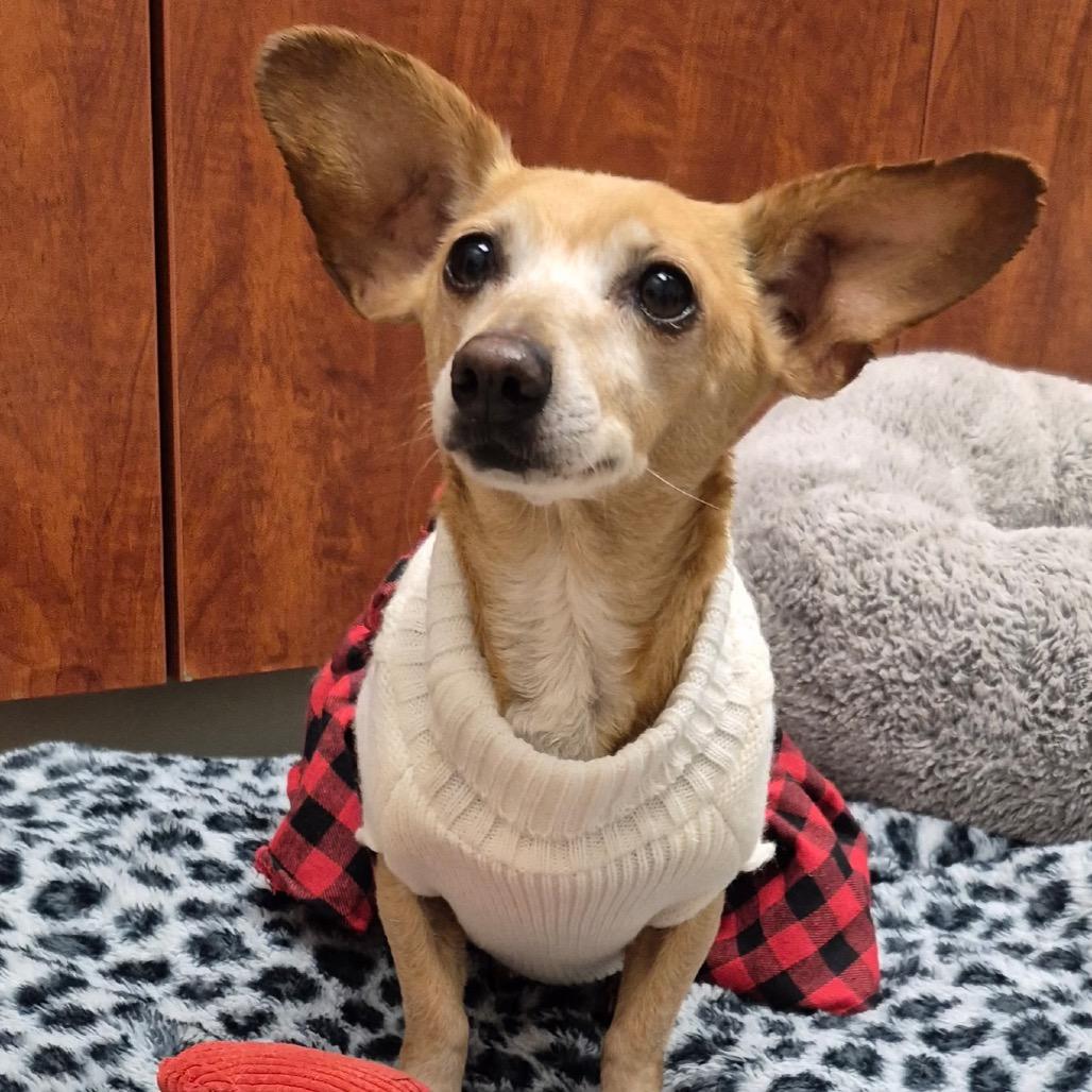 Enlarge Saturn, a Adoptable mixed breed in Farmersville, OH image 2/3