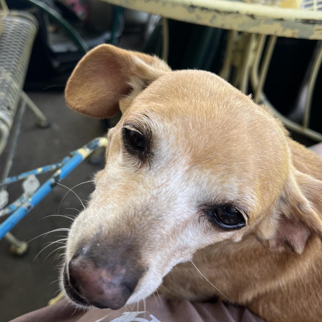 Enlarge Pixie, a Adoptable mixed breed in Farmersville, OH image 4/6