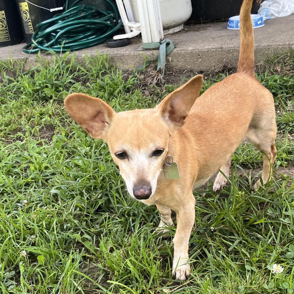 Enlarge Pixie, a Adoptable mixed breed in Farmersville, OH image 5/6