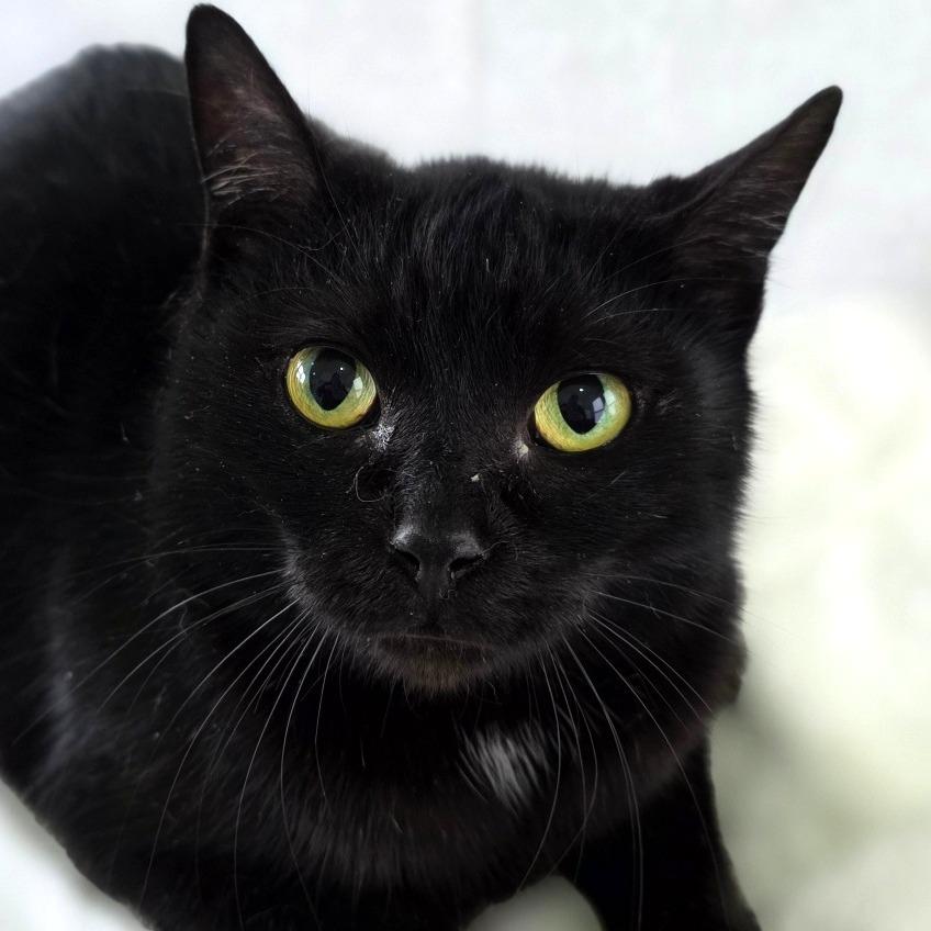 Enlarge Aurora, a Adoptable Domestic Short Hair in Chapel Hill, NC image 1/3