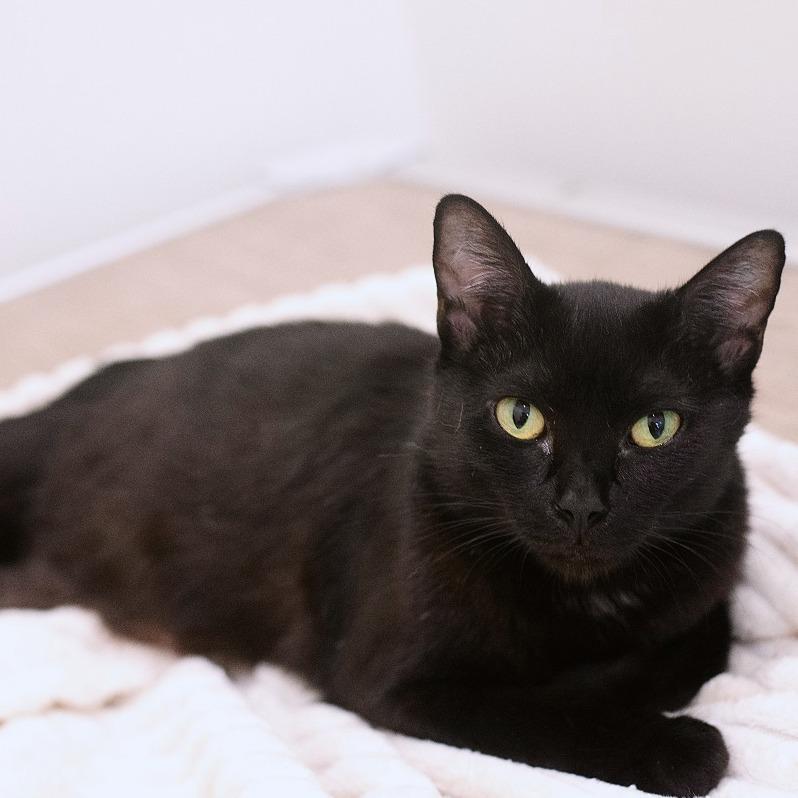 Enlarge Aurora, a Adoptable Domestic Short Hair in Chapel Hill, NC image 2/3