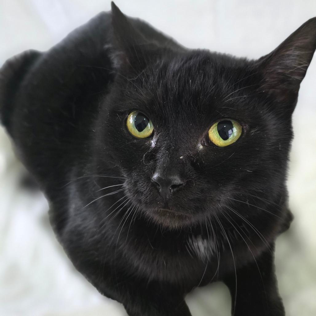 Enlarge Aurora, a Adoptable Domestic Short Hair in Chapel Hill, NC image 3/3