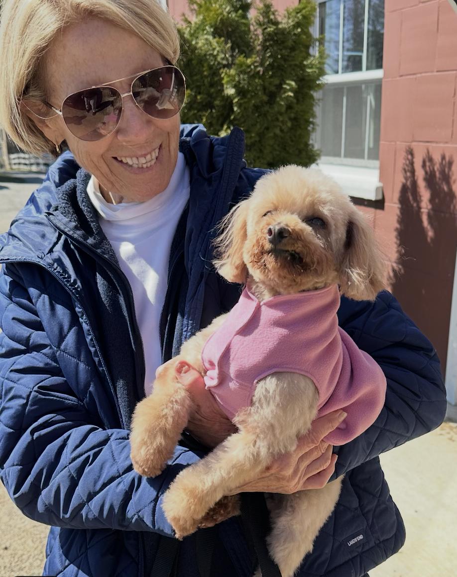 Kiwi, adopted, Young Female Poodle (Toy).