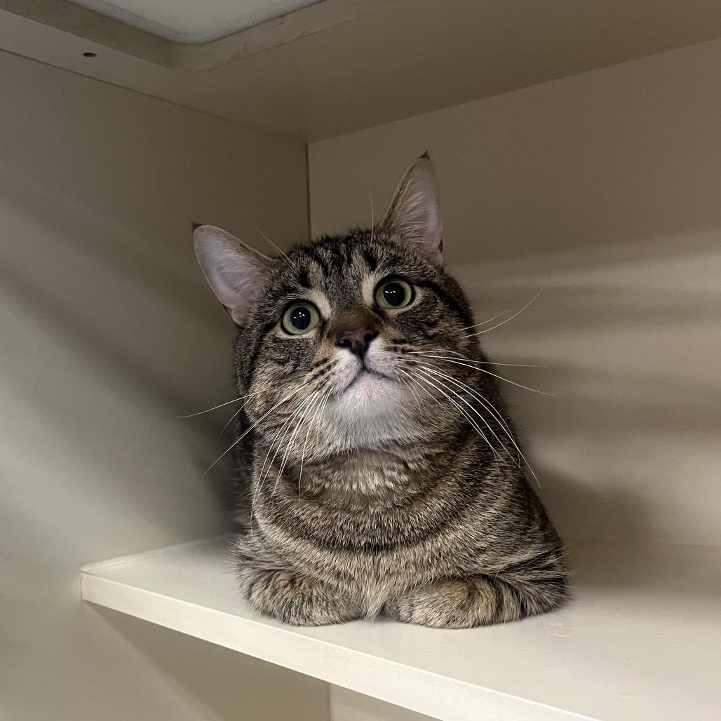 Birdie, Adoptable, Adult Male Domestic Short Hair.