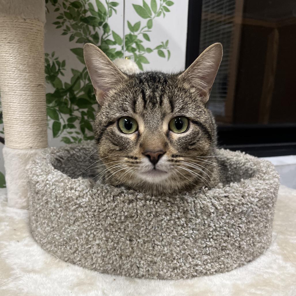 Enlarge Birdie, a Adoptable Domestic Short Hair in Hinsdale, IL image 2/2