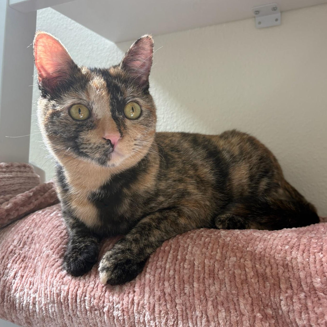 Enlarge Shelly, a Adoptable mixed breed in San Francisco, CA image 1/6