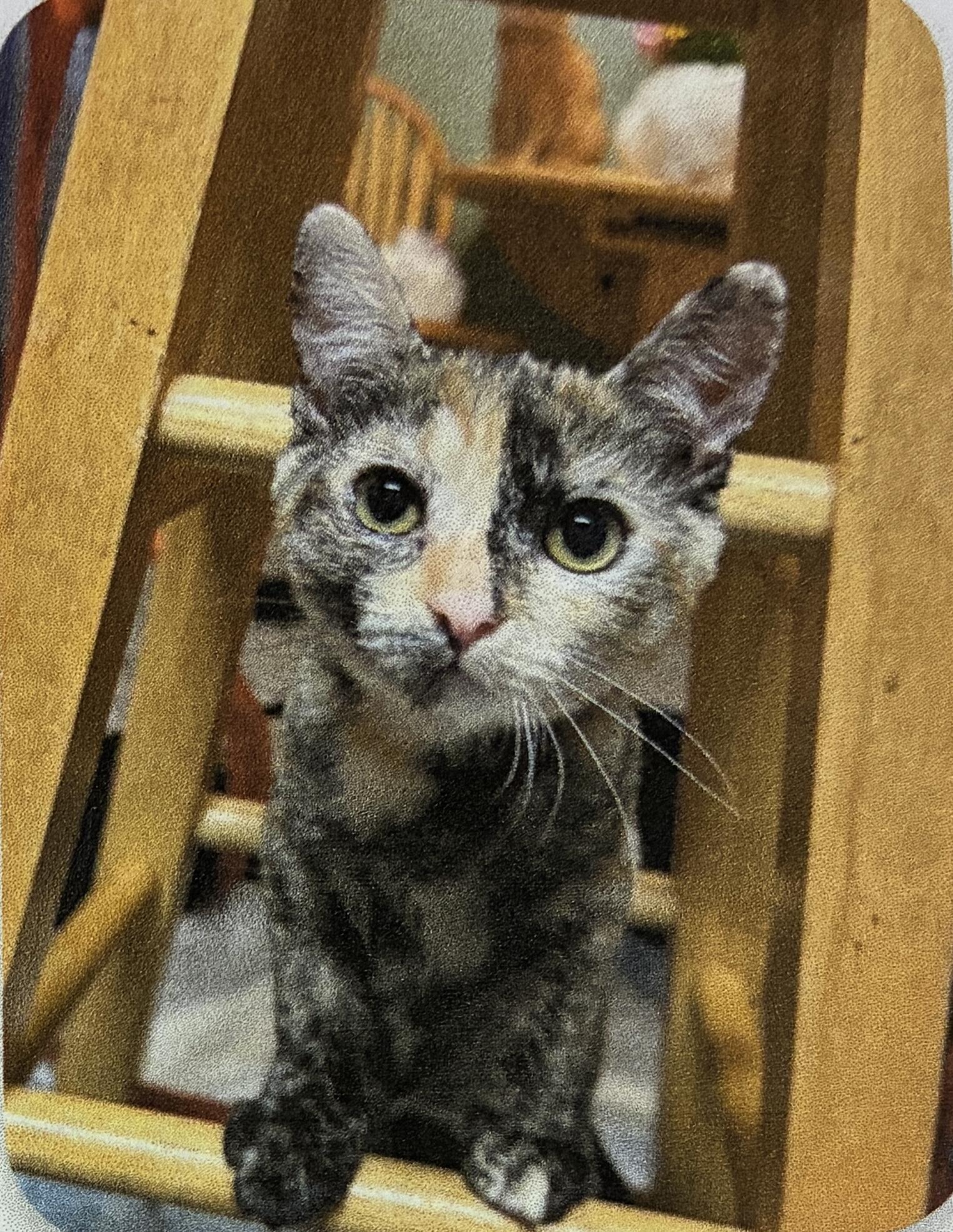 Shelly, a Adoptable mixed breed in San Francisco, CA image 1/6