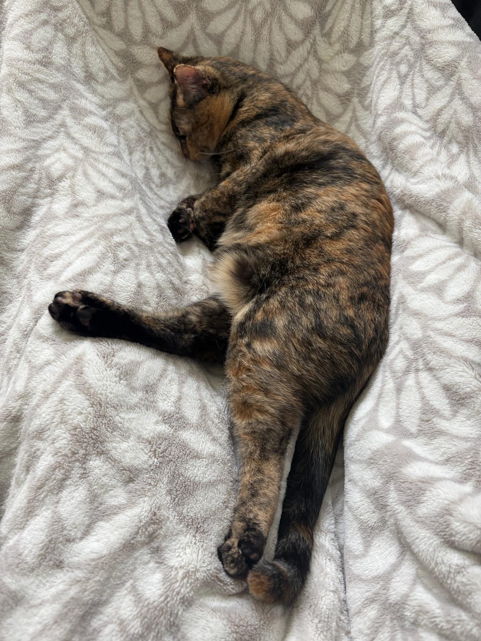 Enlarge Shelly, a Adoptable mixed breed in San Francisco, CA image 3/6