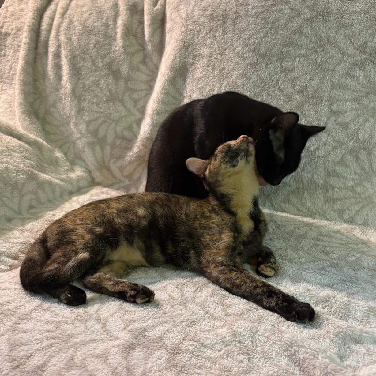 Shelly, a Adoptable mixed breed in San Francisco, CA image 4/6