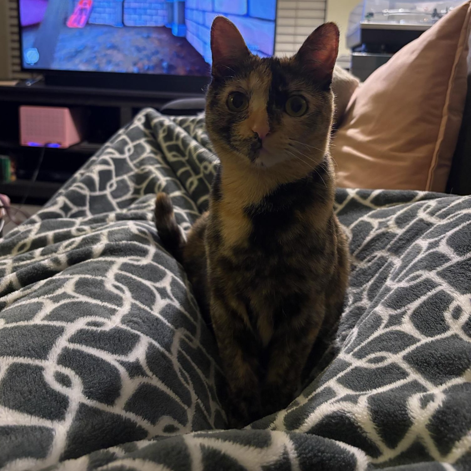 Enlarge Shelly, a Adoptable mixed breed in San Francisco, CA image 6/6