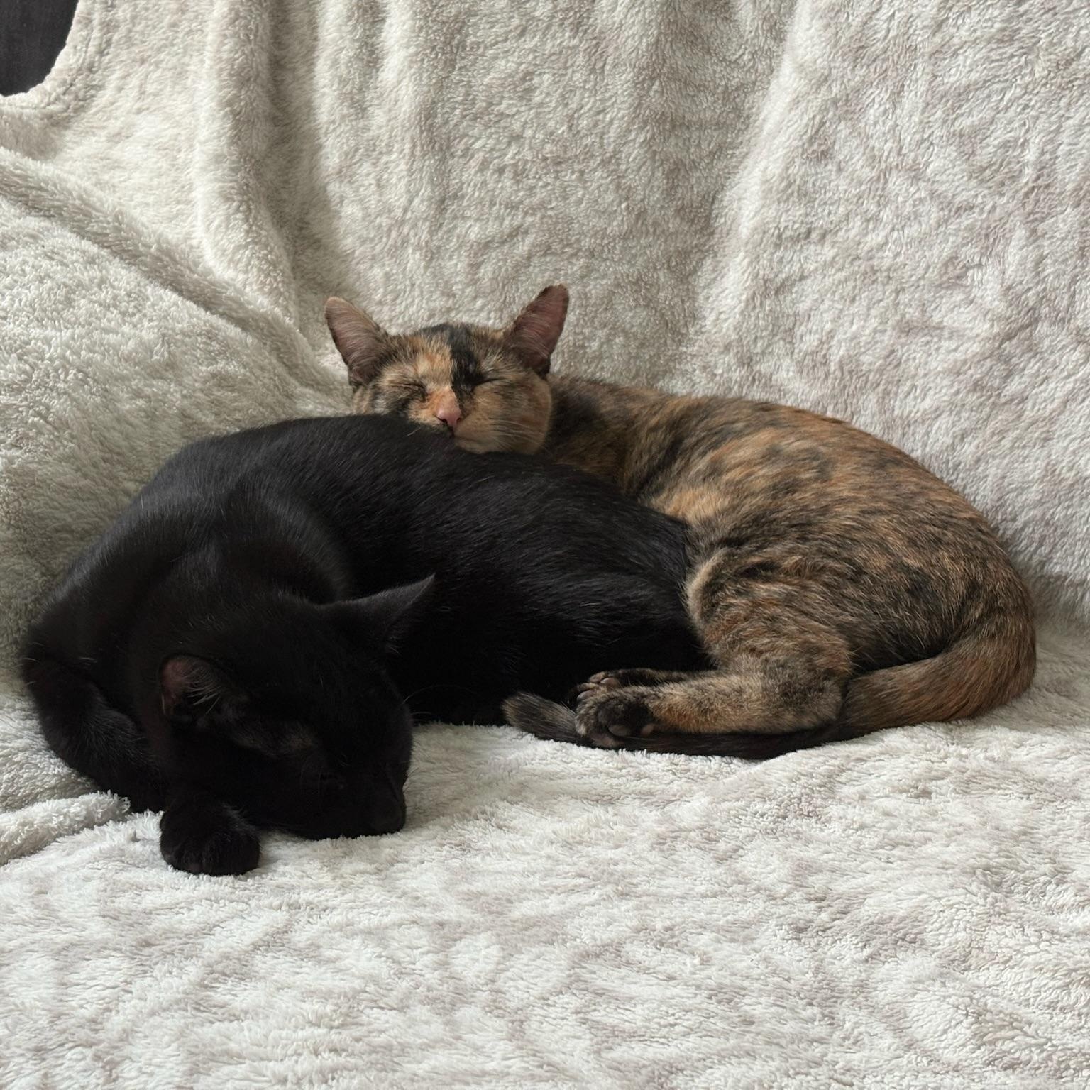 Shelly, a Adoptable mixed breed in San Francisco, CA image 5/6