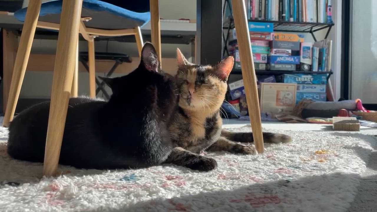 Enlarge Shelly, a Adoptable mixed breed in San Francisco, CA video 5/6