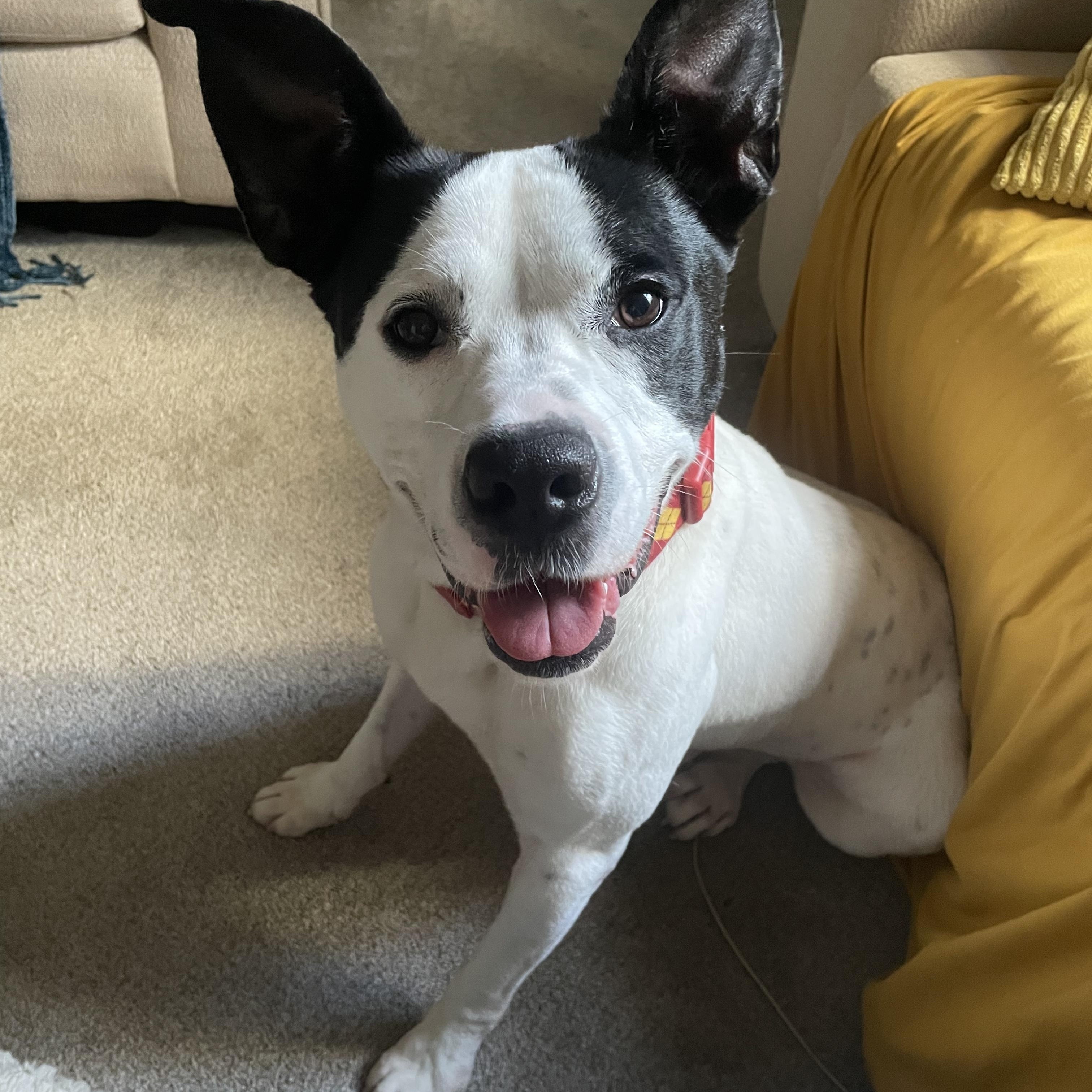 Enlarge Crush, a Adoptable mixed breed in Metairie, LA image 6/6