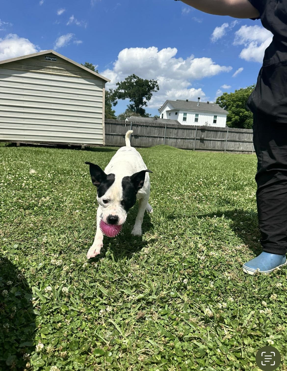 Enlarge Crush, a ADOPTABLE mixed breed in Metairie, LA image 3/5