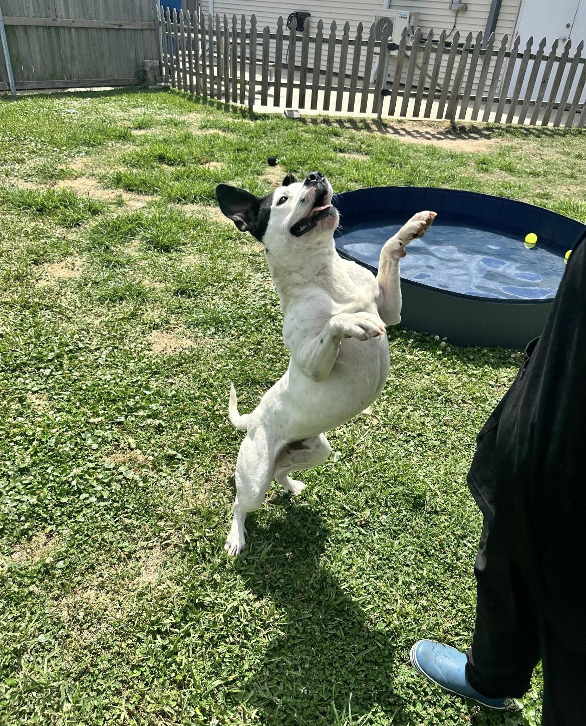 Enlarge Crush, a ADOPTABLE mixed breed in Metairie, LA image 2/5