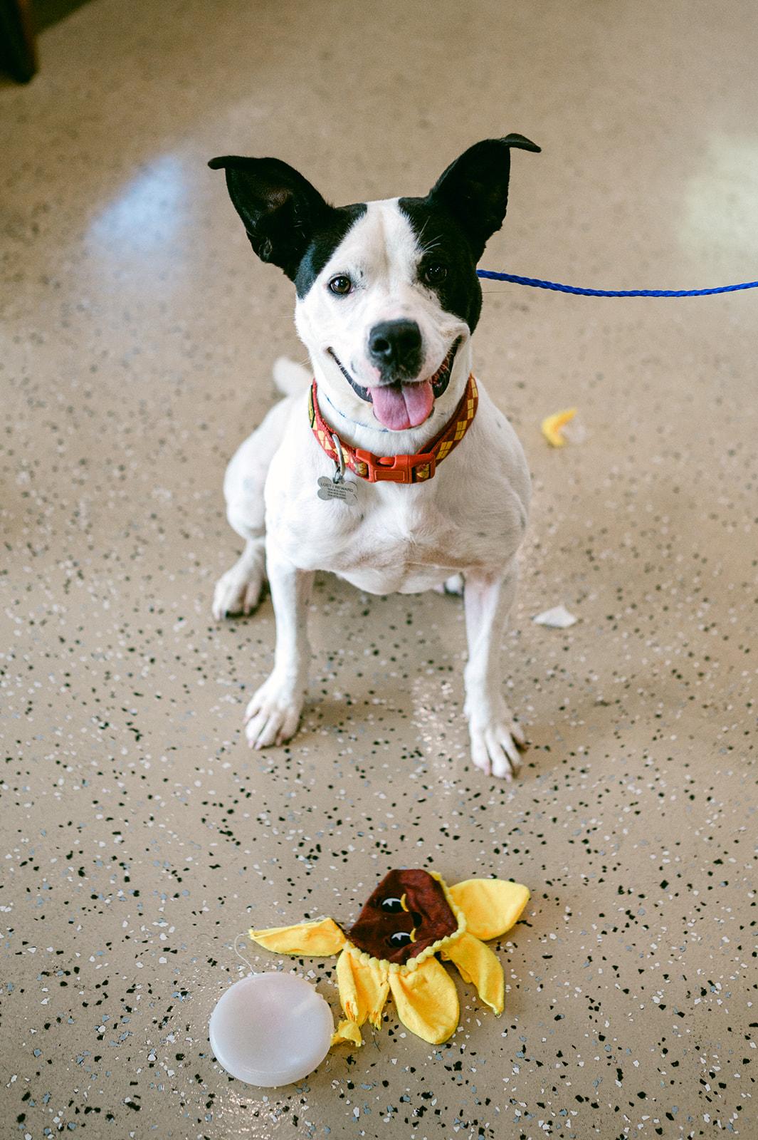 Enlarge Crush, a Adoptable mixed breed in Metairie, LA image 1/6