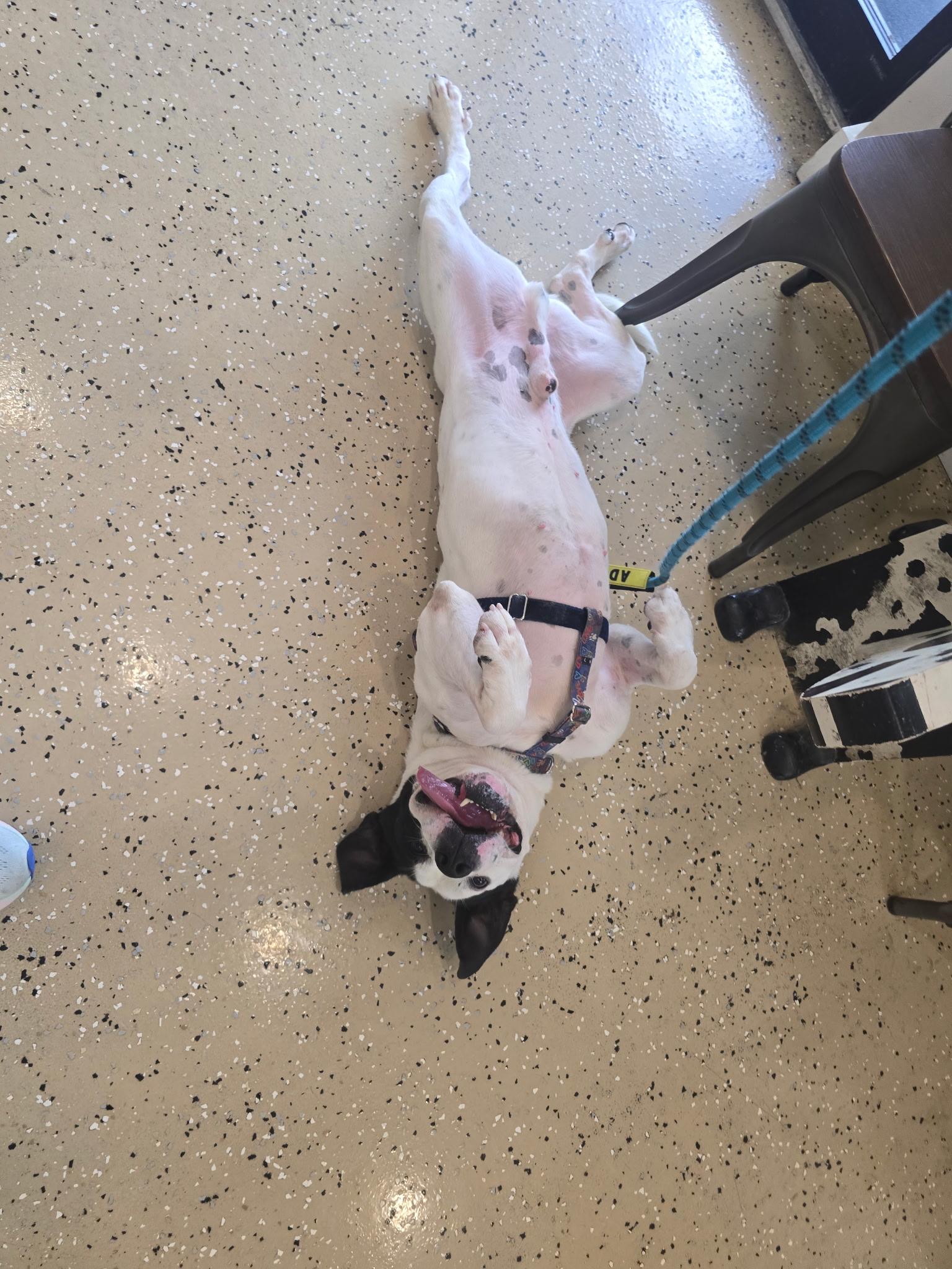 Enlarge Crush, a Adoptable mixed breed in Metairie, LA image 4/6