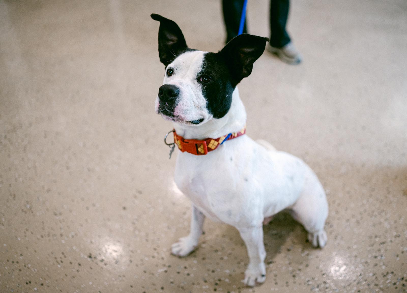 Enlarge Crush, a Adoptable mixed breed in Metairie, LA image 3/6