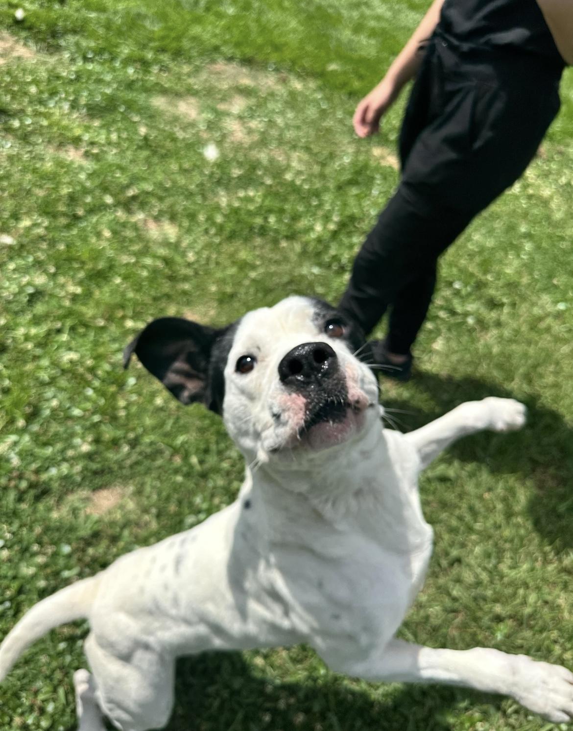 Enlarge Crush, a ADOPTABLE mixed breed in Metairie, LA image 5/5