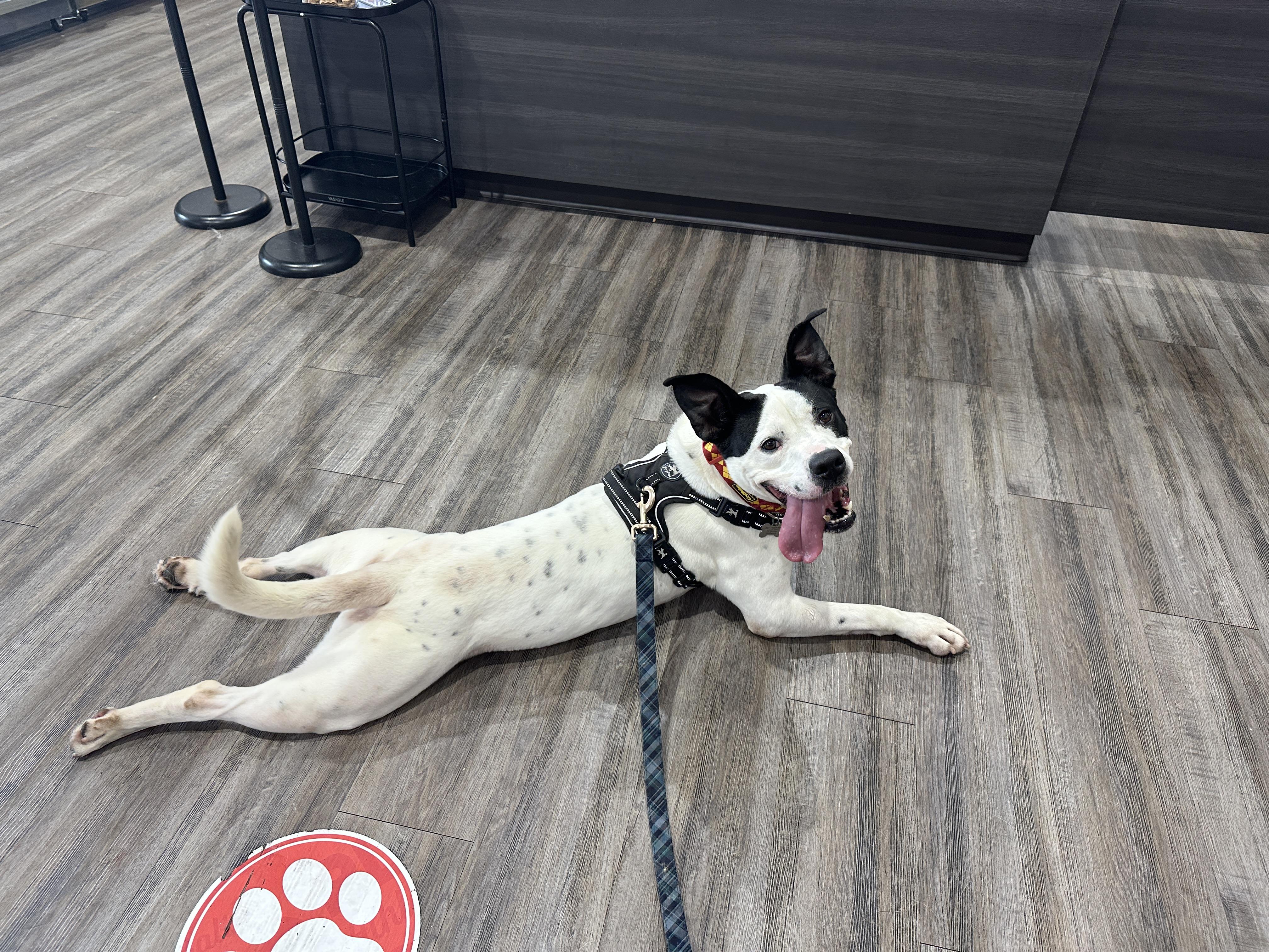 Enlarge Crush, a Adoptable mixed breed in Metairie, LA image 5/6