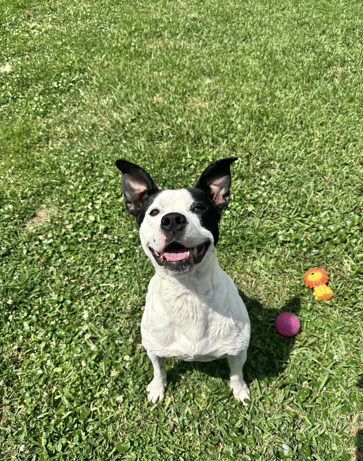 Crush, ADOPTABLE, Adult Male Rat Terrier & Staffordshire Bull Terrier.