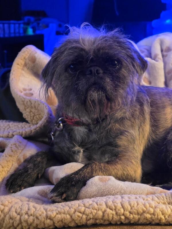 Sasha, Adoptable, Adult Female Shih Tzu & Mixed Breed.