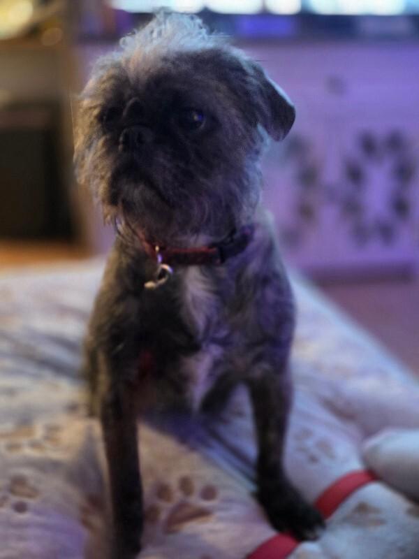 Sasha, a Adoptable mixed breed in Alma, WI image 2/6