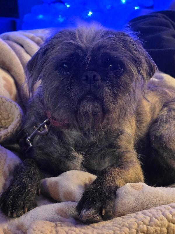 Sasha, a Adoptable mixed breed in Alma, WI image 3/6