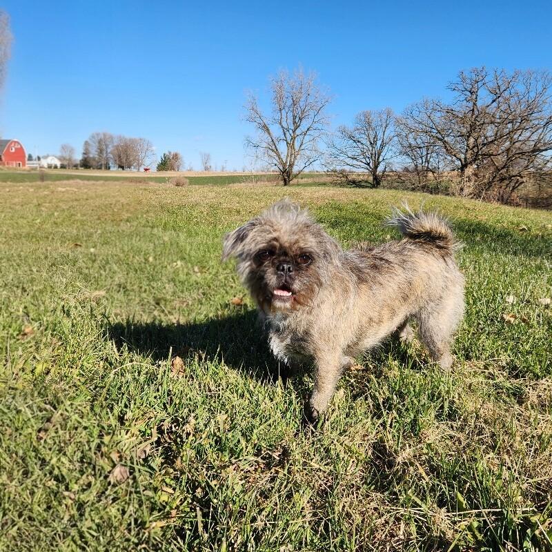 Sasha, a Adoptable mixed breed in Alma, WI image 4/6