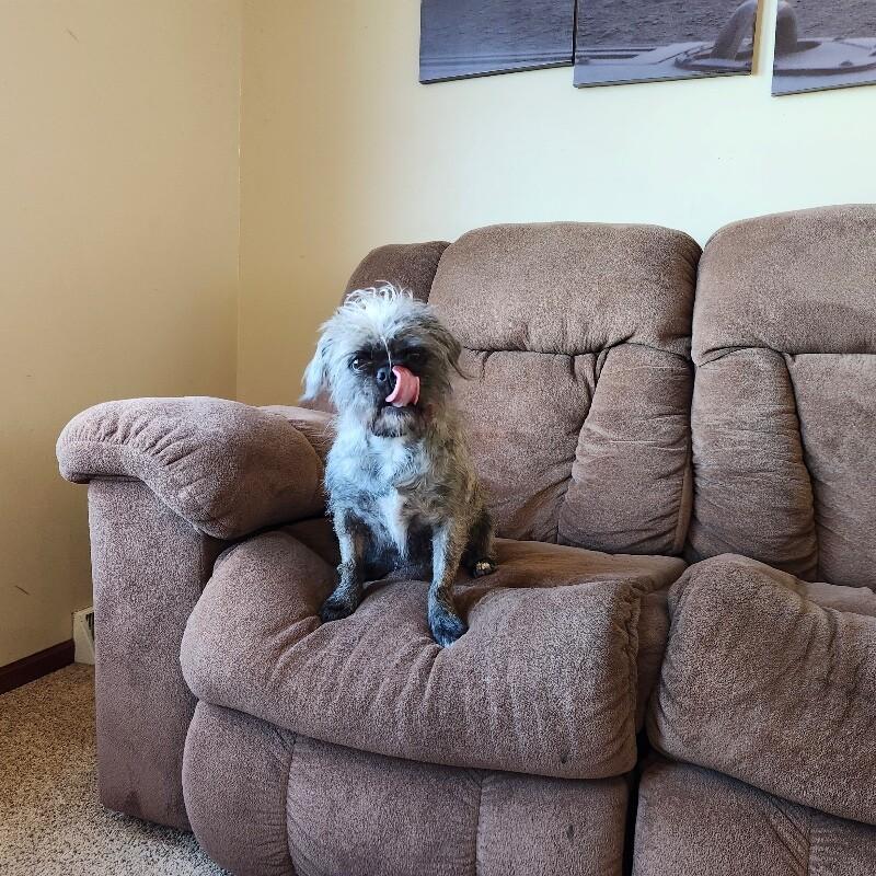 Sasha, a Adoptable mixed breed in Alma, WI image 5/6