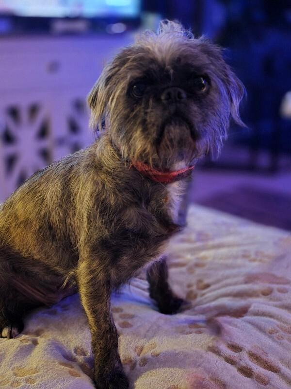 Sasha, a Adoptable mixed breed in Alma, WI image 6/6