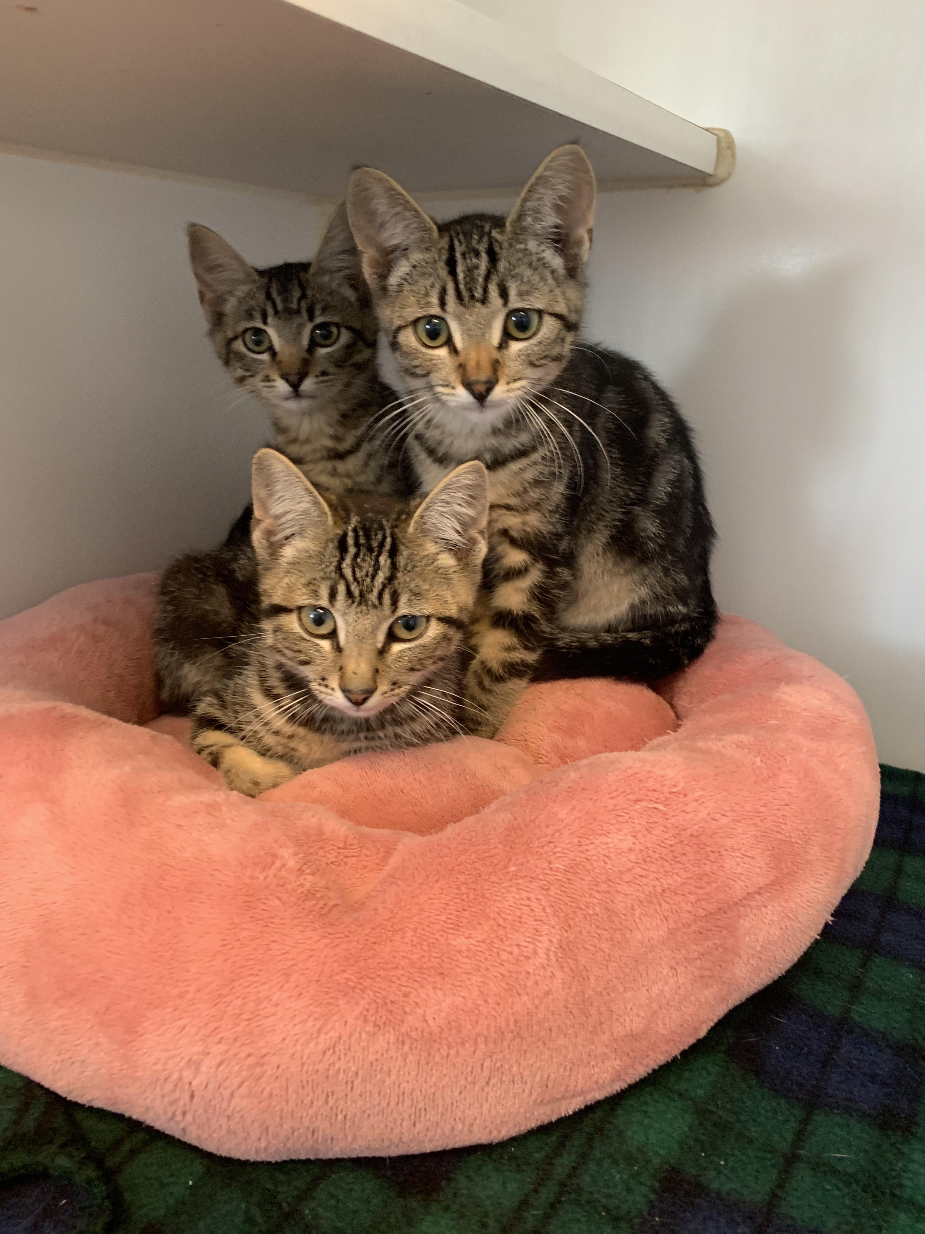 Interested in Kittens? More Info Here!, Adoptable, Kitten Female Domestic Short Hair.