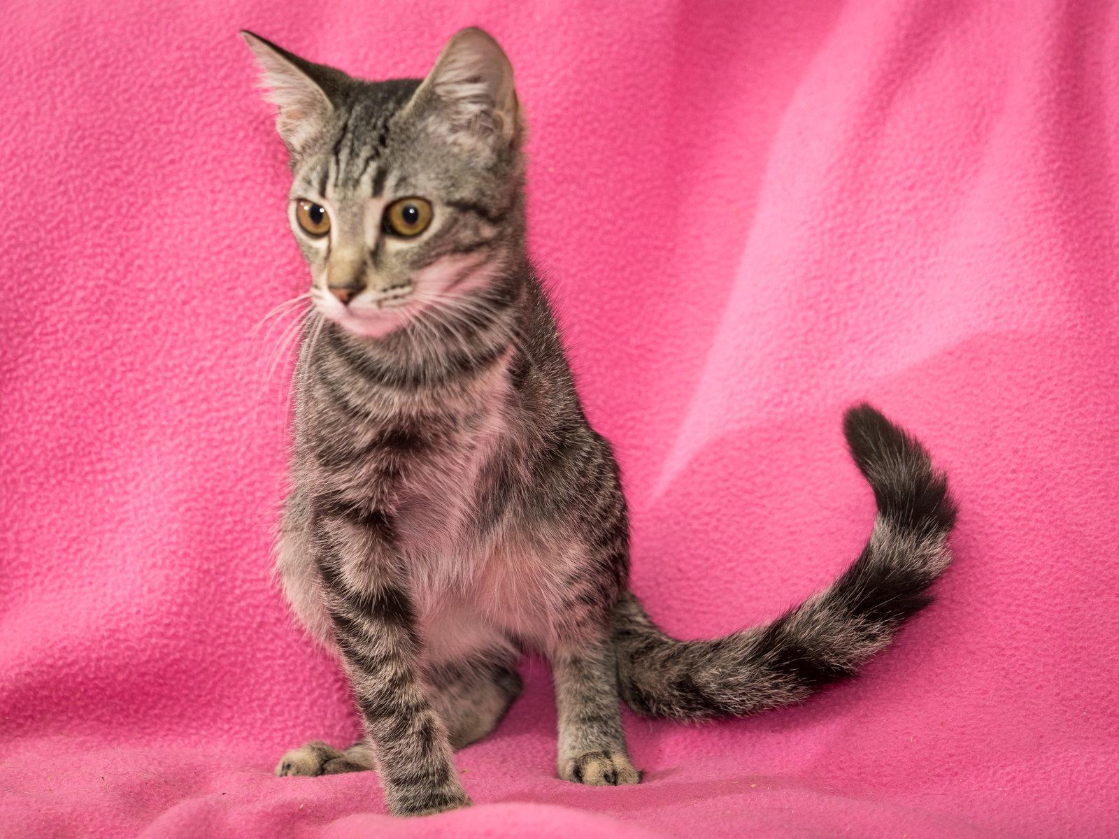 Enlarge Tessie, a Adopted Domestic Short Hair in Enterprise, FL image 1/2