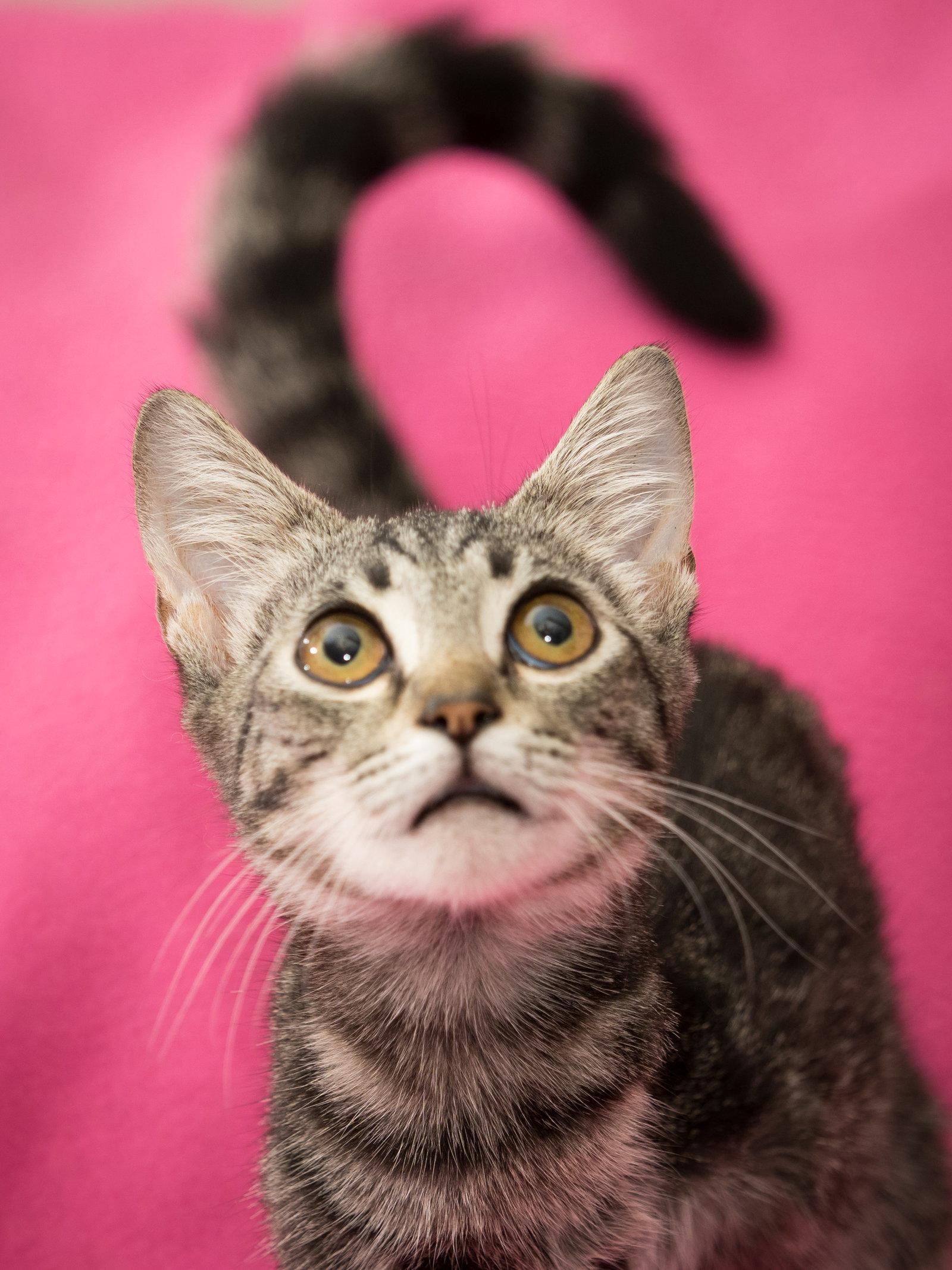 Enlarge Tessie, a Adopted Domestic Short Hair in Enterprise, FL image 2/2