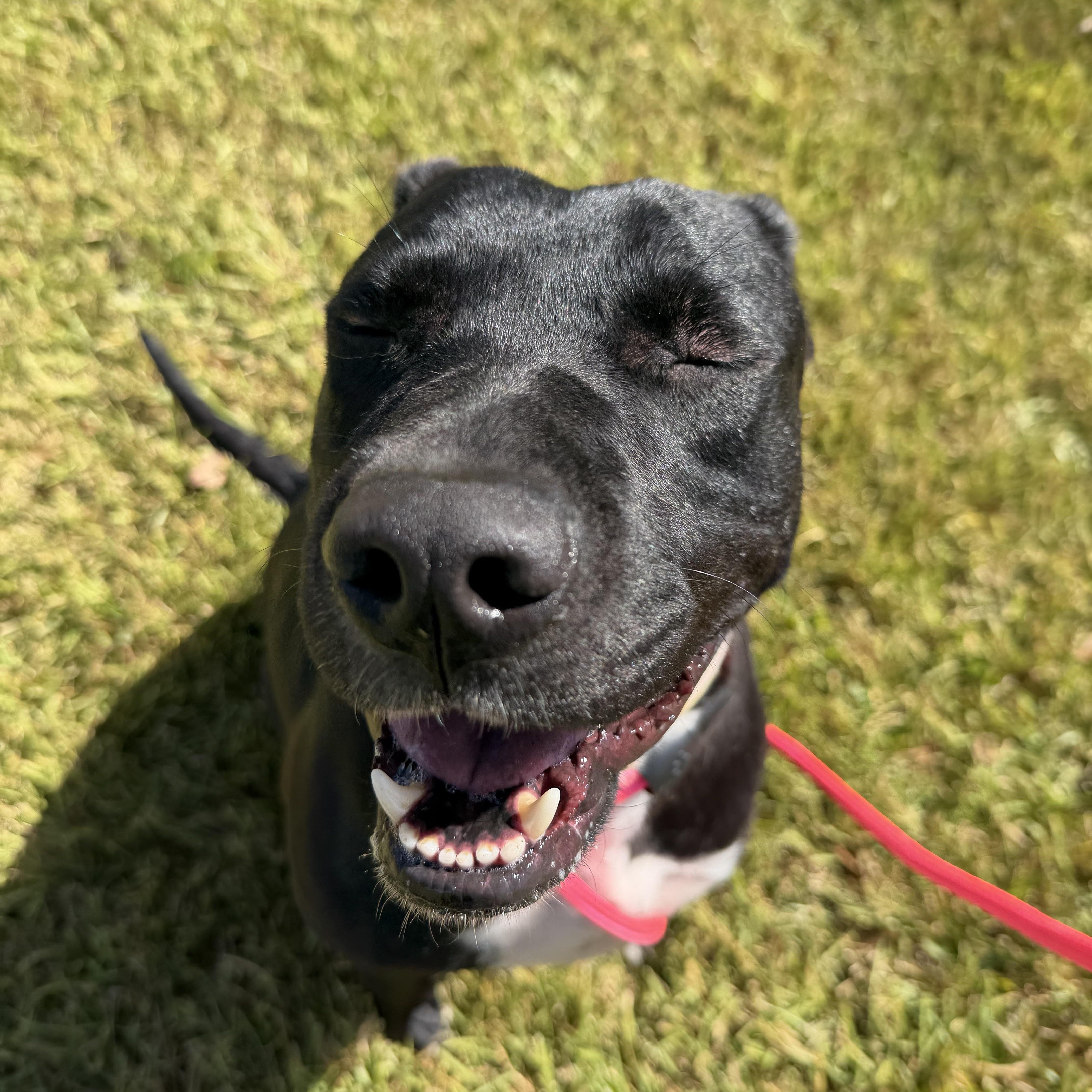 Enlarge Carmen, a Adoptable mixed breed in Brentwood, NH image 4/5