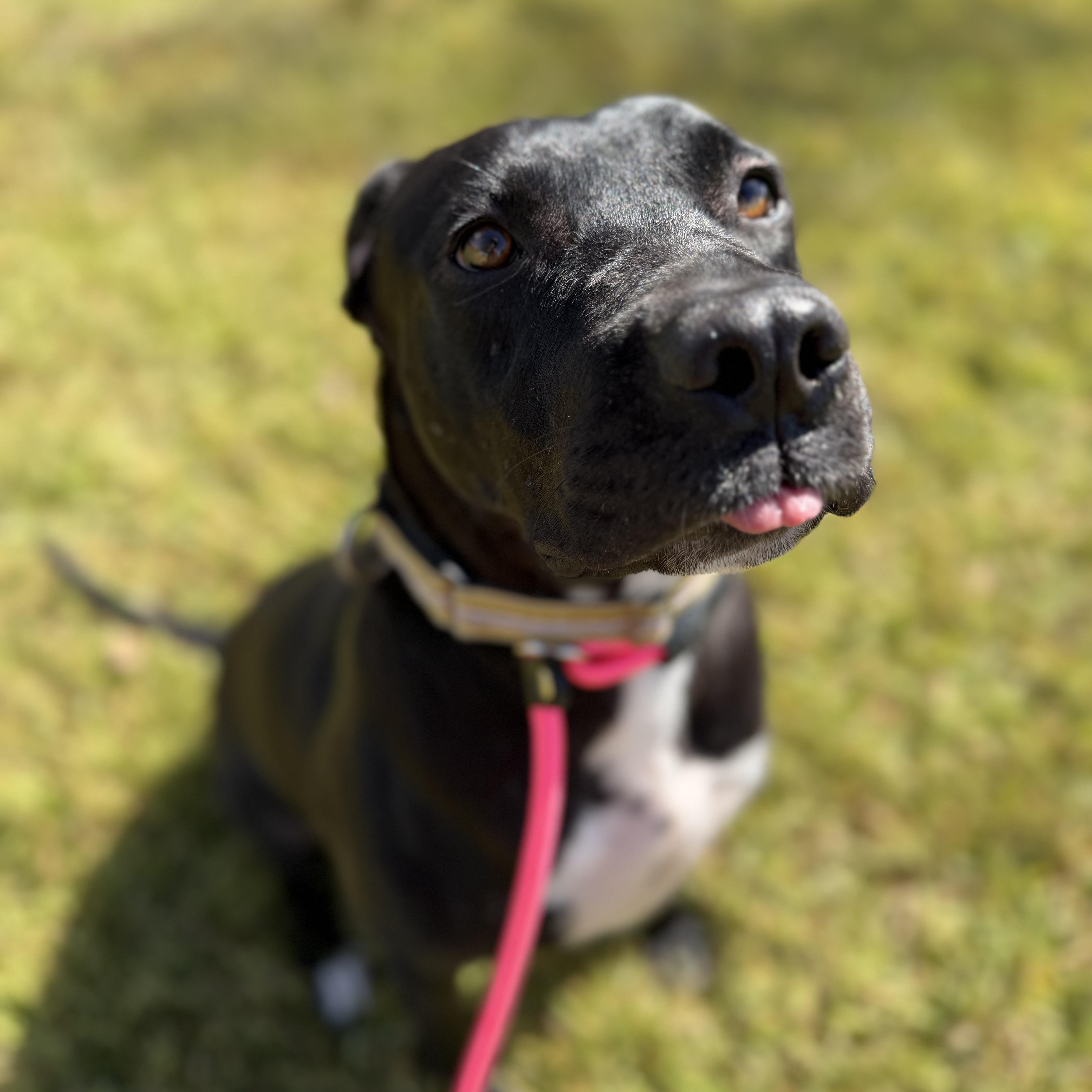 Carmen, Adoptable, Adult Female Black Labrador Retriever.