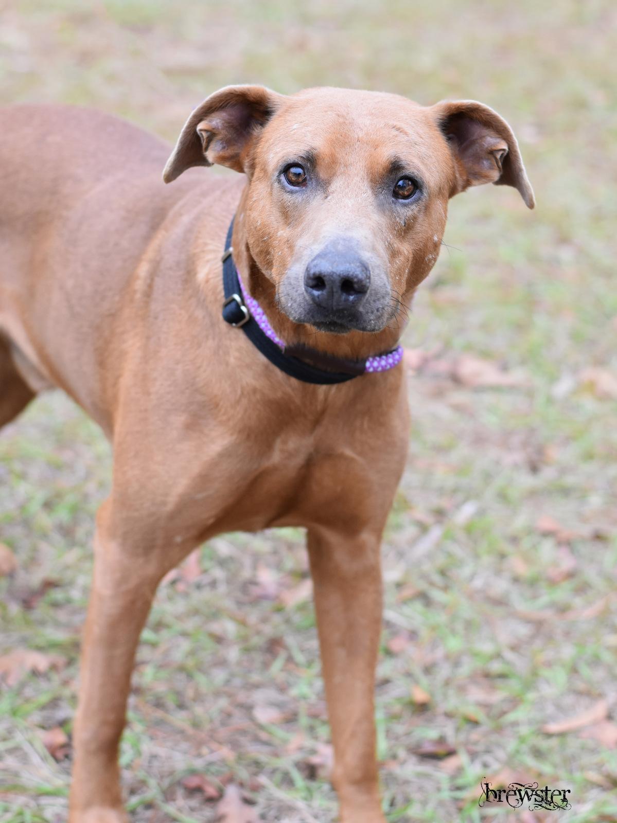 Brewster thumbnail 2