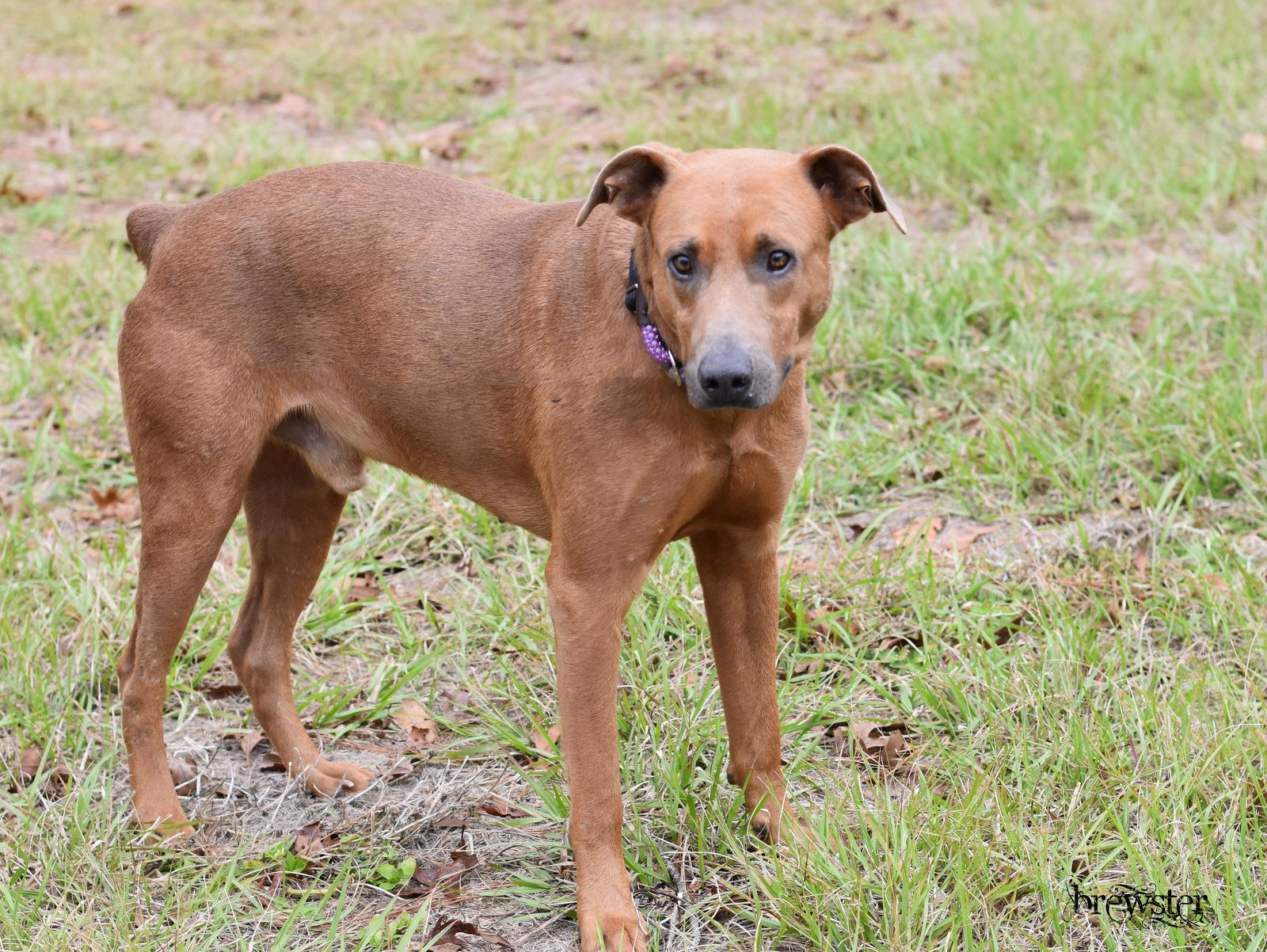 Brewster thumbnail 3