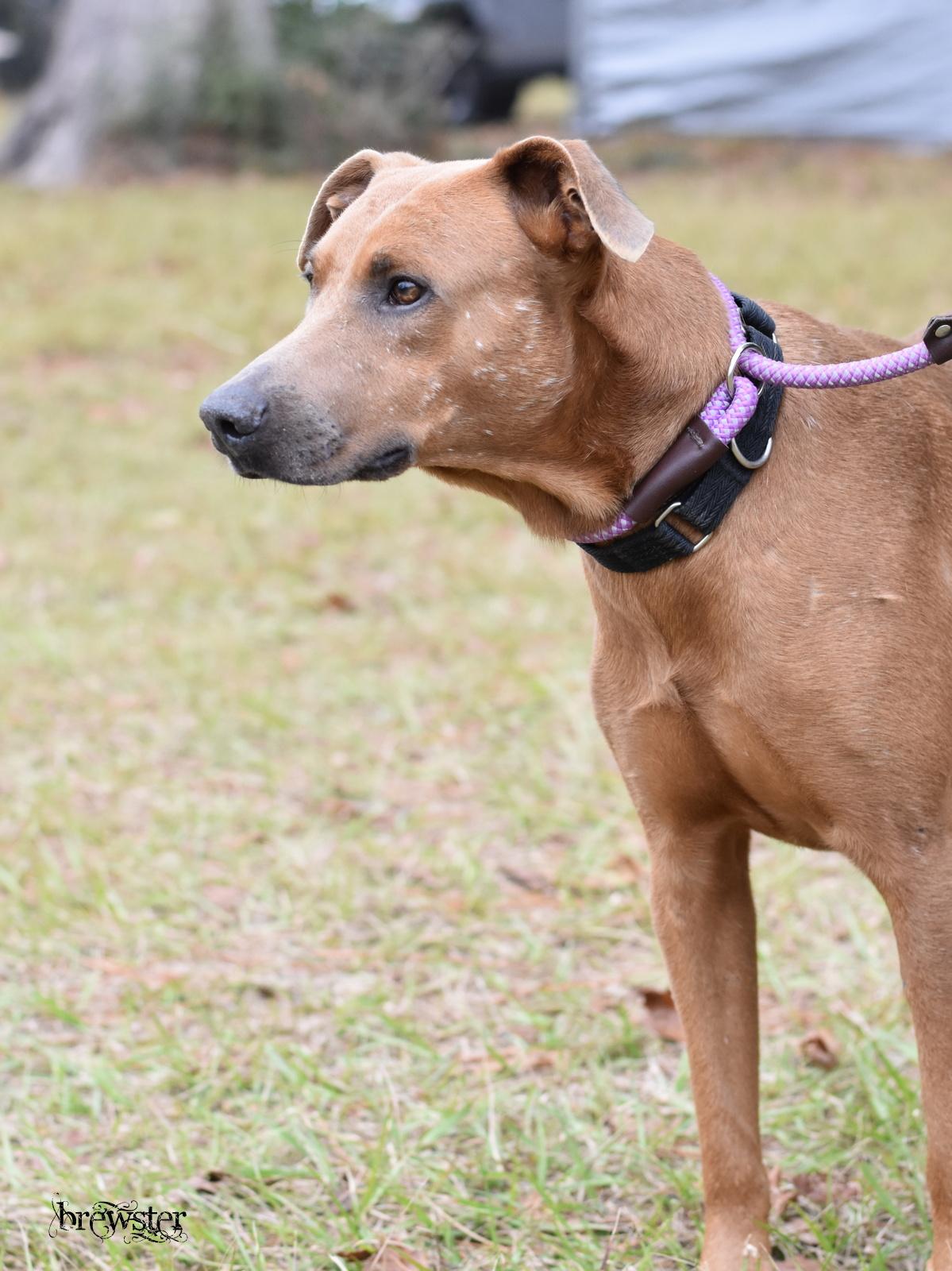 Brewster thumbnail 4