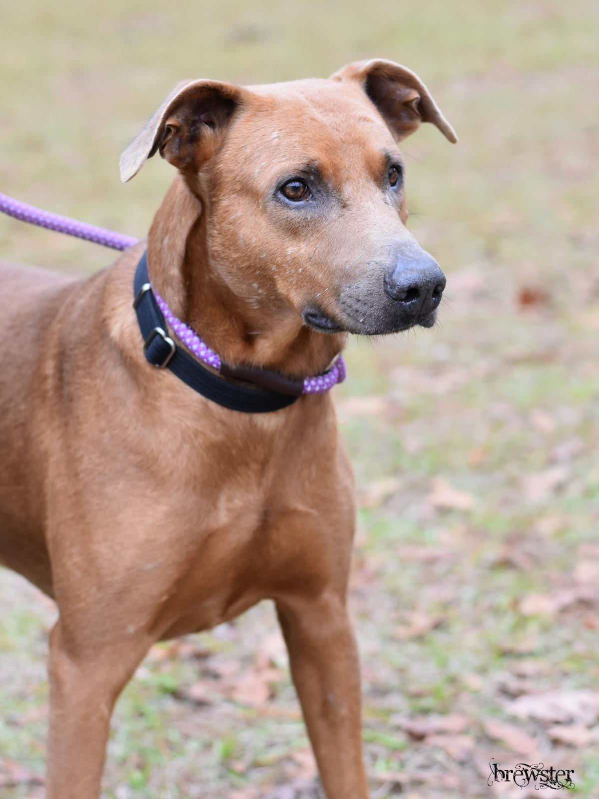 Brewster thumbnail 5