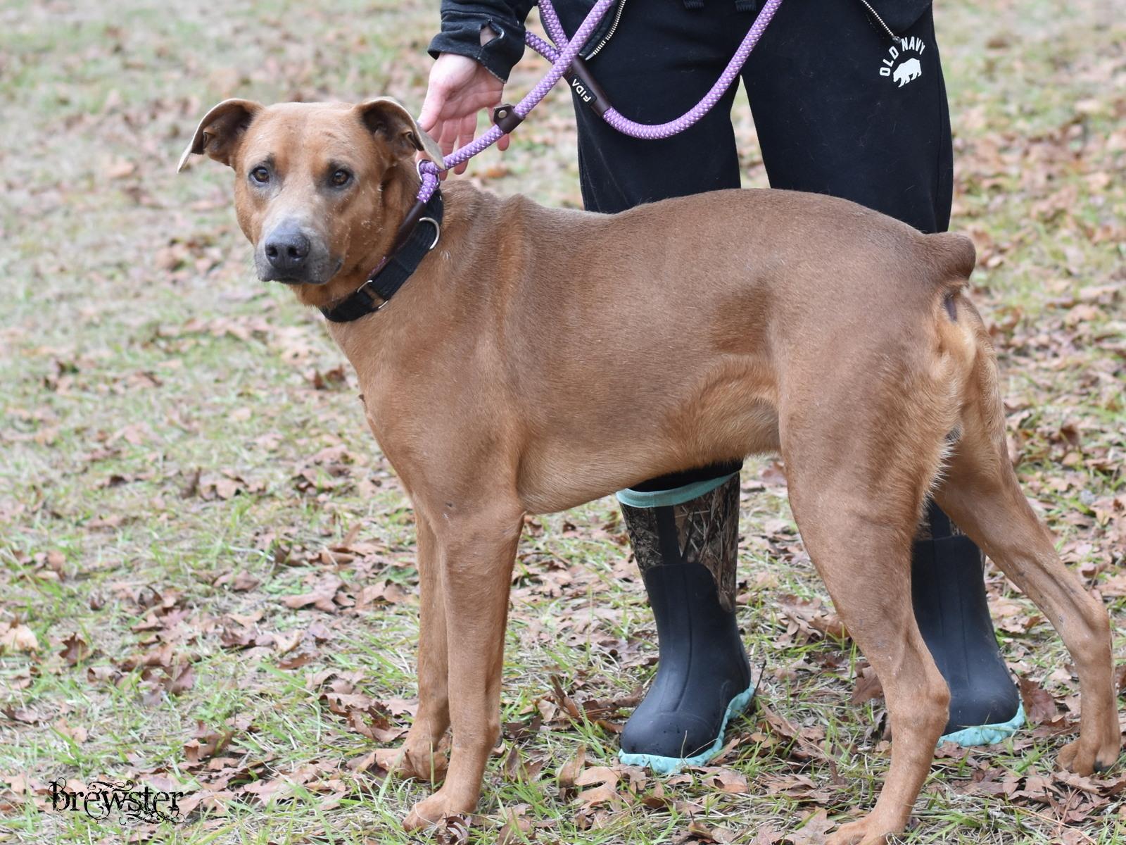 Brewster thumbnail 6