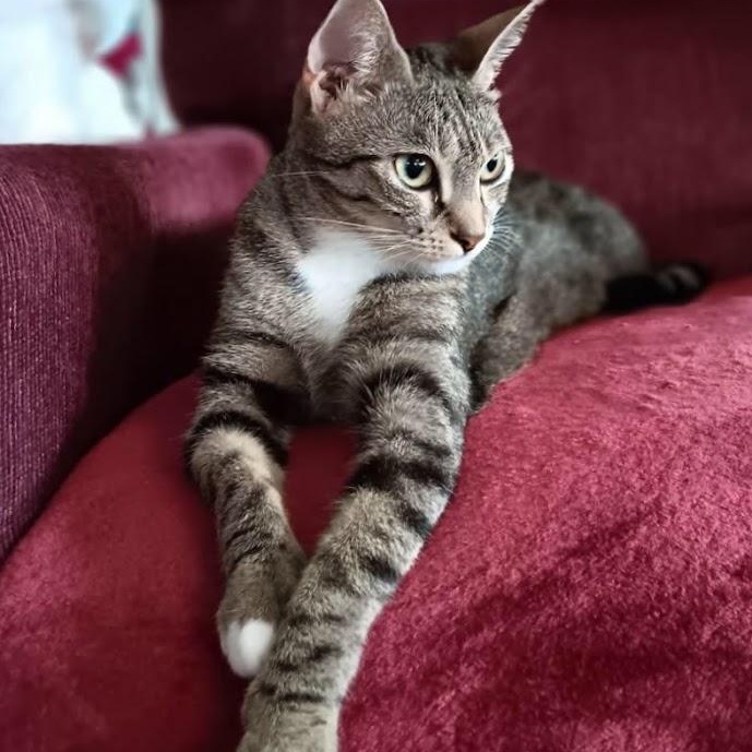 Enlarge Winnie, a Adoptable Domestic Short Hair in Buffalo, NY image 2/3