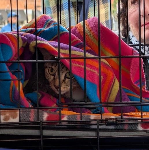 Enlarge Winnie, a Adoptable Domestic Short Hair in Buffalo, NY image 3/3
