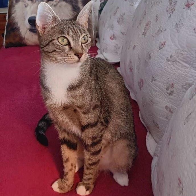 Winnie, Adoptable, Young Female Domestic Short Hair.