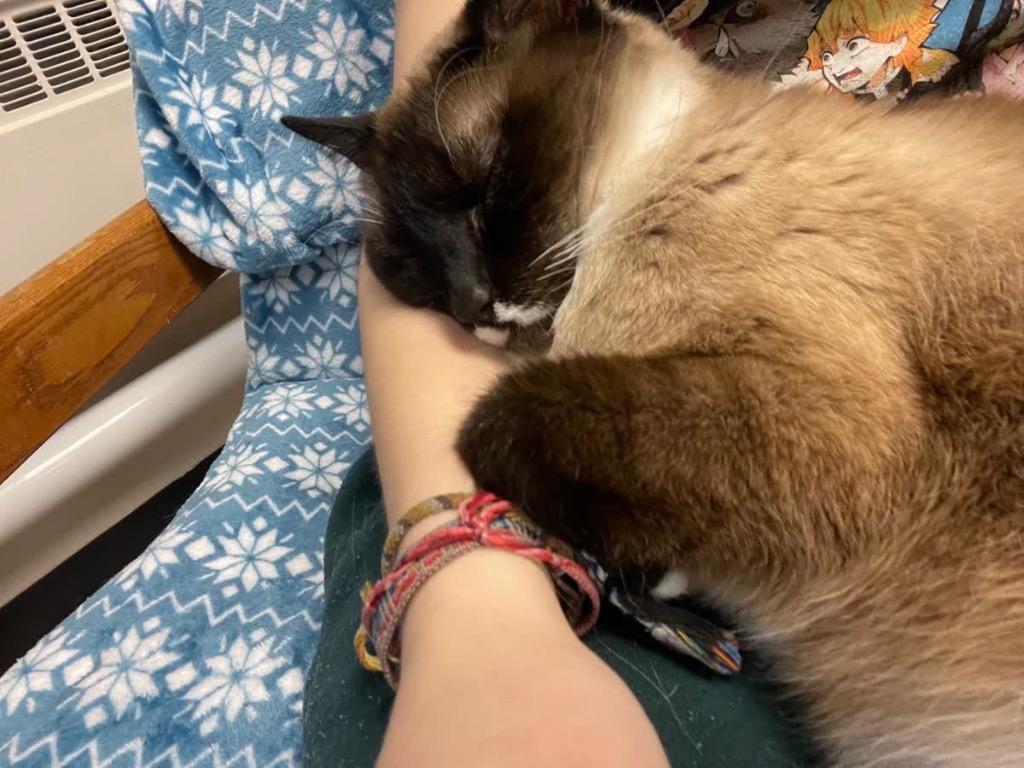 Enlarge Felix, a Adoptable mixed breed in Menomonie, WI image 1/5