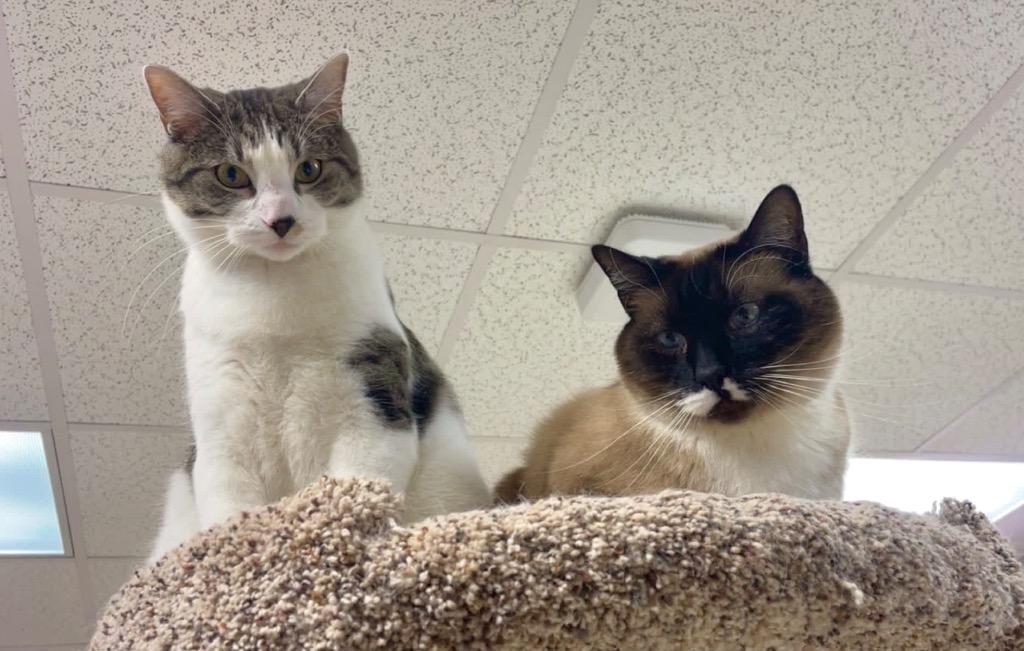 Enlarge Felix, a Adoptable mixed breed in Menomonie, WI image 2/5