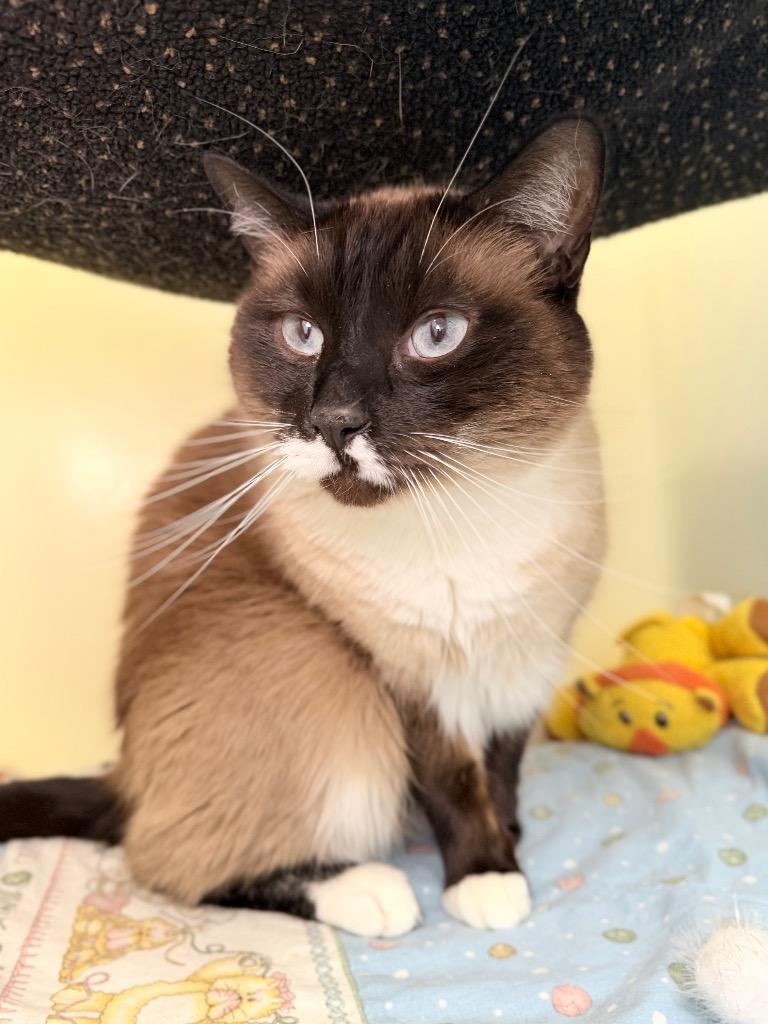 Felix, Adoptable, Adult Male Domestic Short Hair.