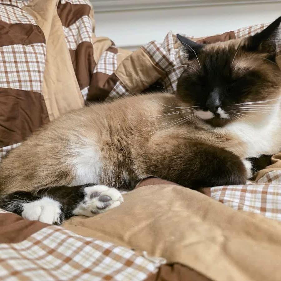 Enlarge Felix, a Adoptable mixed breed in Menomonie, WI image 2/2