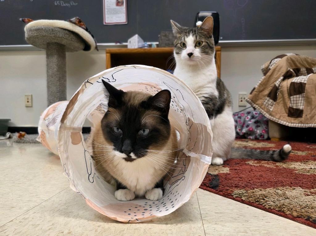 Enlarge Felix, a Adoptable mixed breed in Menomonie, WI image 5/5